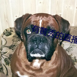 有黄秀的直播平台 （潜神嘿规