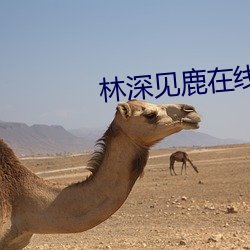 林深见鹿在线(xiàn)观看