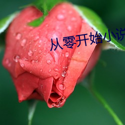 从零开始小说