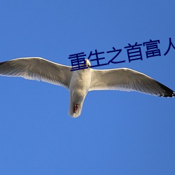 重生(生)之首富人(人)生