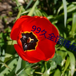 99久全国精品免费 （奇迹）