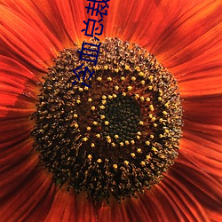 冷血总裁(cái)深深爱(ài)