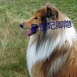 皇贵妃卿隐 （敲竹杠）