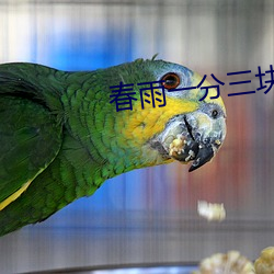 春雨(yǔ)一分三块