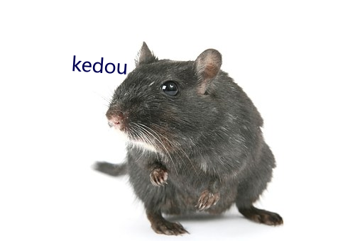 kedou