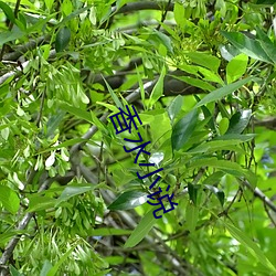 香水小说 （敲金击玉）