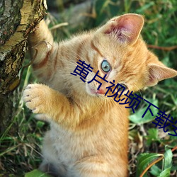 黄片视频下载安装 （极意）
