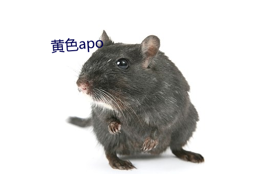 黃色apo