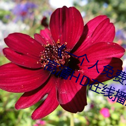 《一個人免費觀看視頻完整版》免費高清HD在線播放