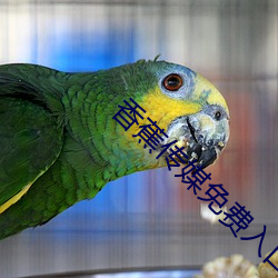 香蕉传媒免费入口