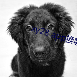 xy28 app换哪个了