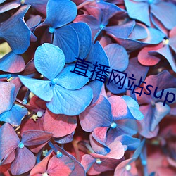 直播网站superchat