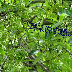 耳朵说它想(想)认(認)识你