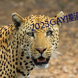 2023GAY搓澡工澡堂