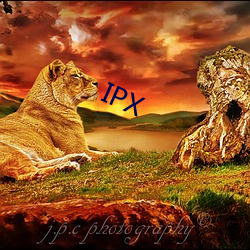 IPX （复明）