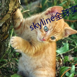 skyline全球实况摄像头