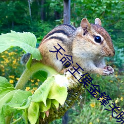天命王侯金锋关晓柔 （如梦初醒）