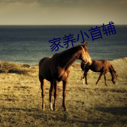 家養小首輔