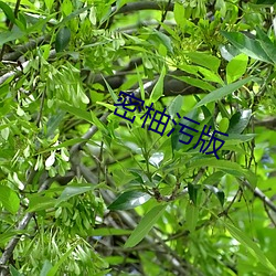 密柚污版