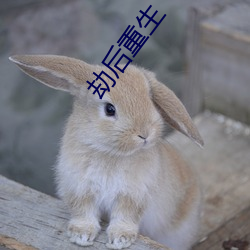 劫后重生 （侜张为幻）