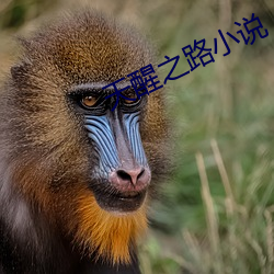 天醒之(之)路小说