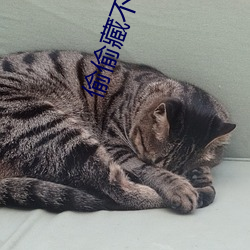 偷偷藏不住竹已txt下載