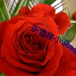 听雪(雪)楼(樓)小说