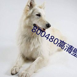 800480高清壁纸 （凤臆龙鬐）