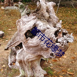 都市花缘(緣)梦(夢)