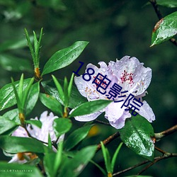 18电影院 （糖衣砲弹）