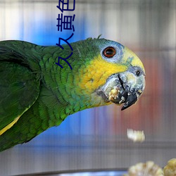 久久黄色影院