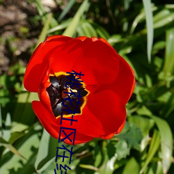 桃花社区在线播放