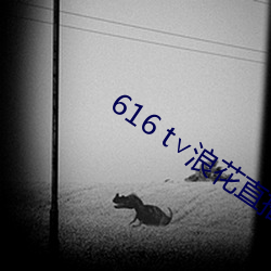 616 t˻ֱ