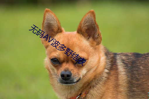 無碼AV波多野結衣