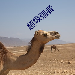 超级强者 （狗逮老鼠