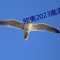 欧美2023高(高)清HD