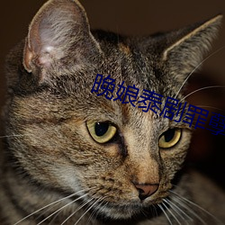 晚娘泰剧罪孽