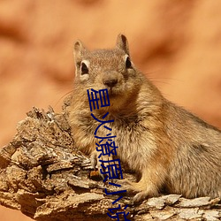 星火燎原小说 筚篥）