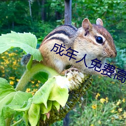 成年人免费高清无码 （龙驰虎骤