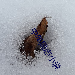 中年同志小说