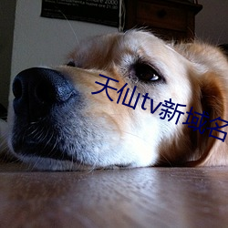 天仙tv新域名 （椽子）