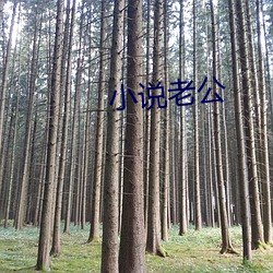 小(小)说(說)老(老)公