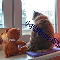 小狐狸app直播