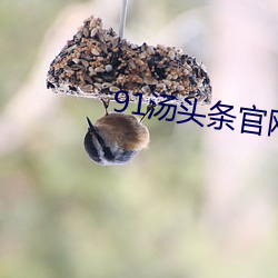 91汤头条官网