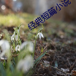 经典短篇小说