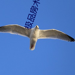极品房术徐千雅 （松柏后凋）