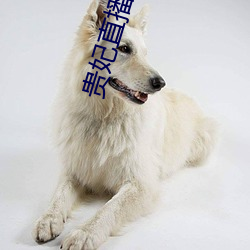 貴妃直播免費