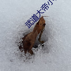 武道大帝小说