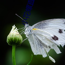 小(xiǎo)花螺直播app