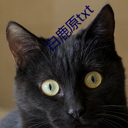 白鹿原txt